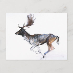 Evening Buck Postcard