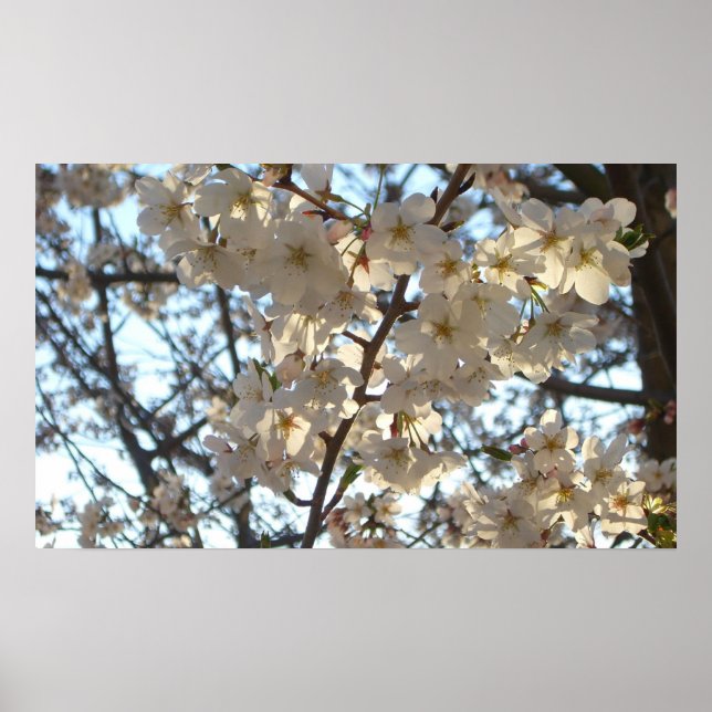 Evening Cherry Blossoms I Spring Floral Poster (Front)