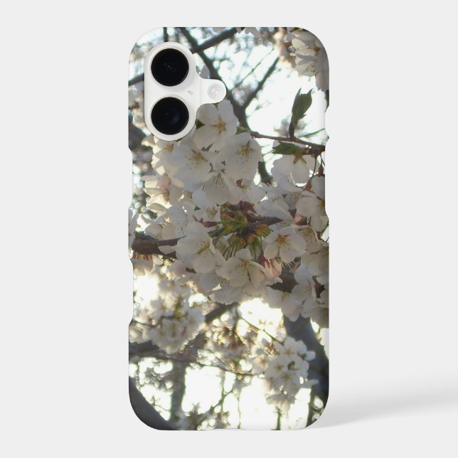 Evening Cherry Blossoms II Spring Sunset (Back)