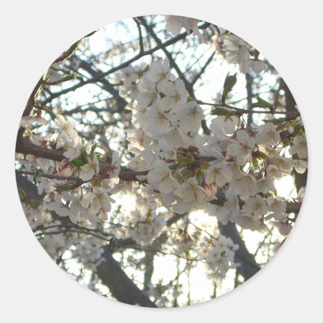 Evening Cherry Blossoms II Spring Sunset Classic Round Sticker (Front)
