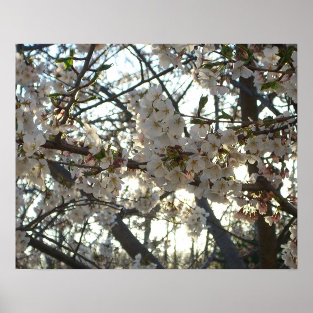 Evening Cherry Blossoms II Spring Sunset Poster (Front)
