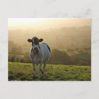 Evening Cow Postcard