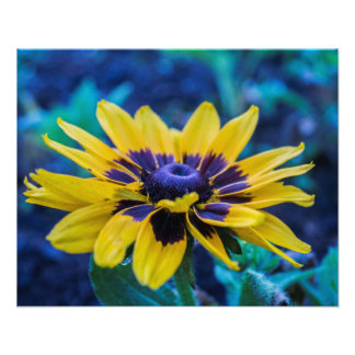 Evening Daisy by Jon Hulsinger Photo Print