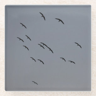 Evening Flight Glass Coaster