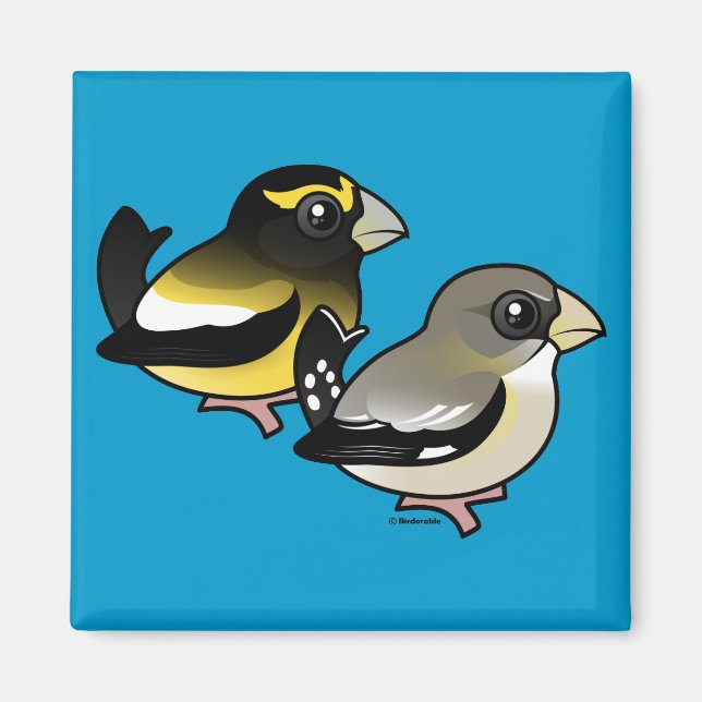 Evening Grosbeak pair Magnet (Front)
