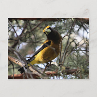 Evening Grosbeak Postcard