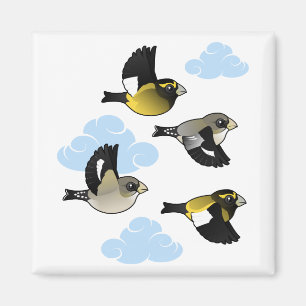Evening Grosbeaks in Flight Magnet