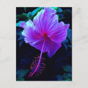 Evening Hibiscus Postcard