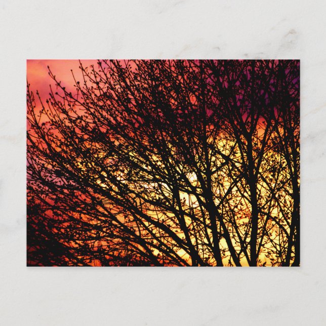 Evening Light Blank Notecard Postcard (Front)