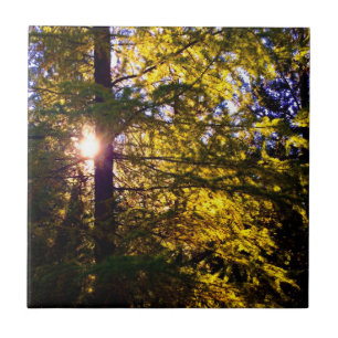 Evening Light Ceramic Tile