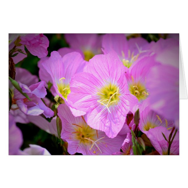 Evening Primrose (Front Horizontal)