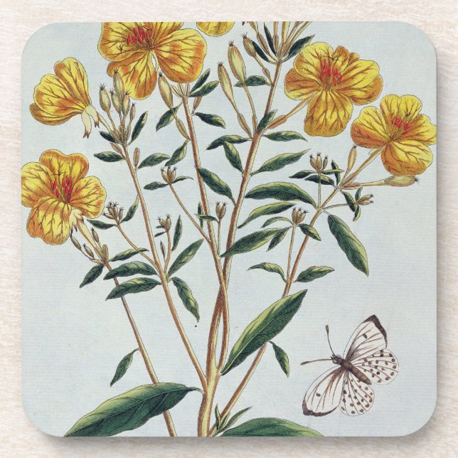 Evening Primrose, plate 73 from 'Collection Precie Coaster (Front)