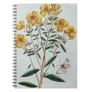 Evening Primrose, plate 73 from 'Collection Precie Notebook