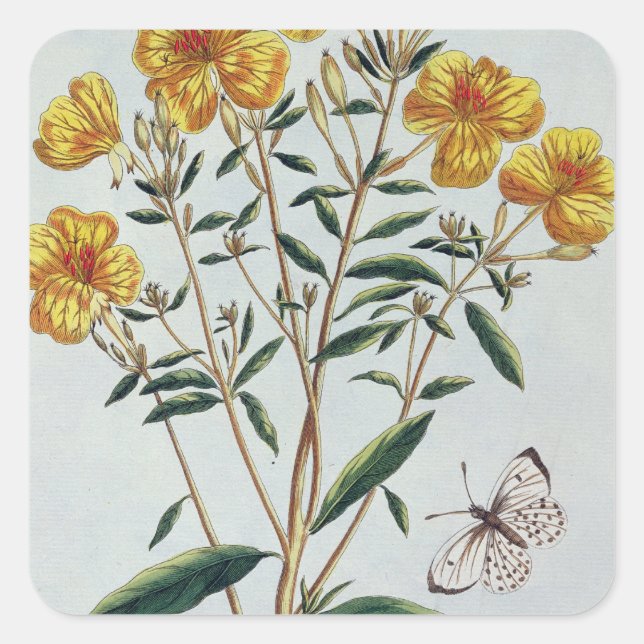 Evening Primrose, plate 73 from 'Collection Precie Square Sticker (Front)