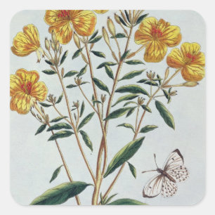 Evening Primrose, plate 73 from 'Collection Precie Square Sticker