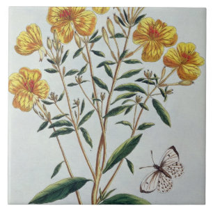 Evening Primrose, plate 73 from 'Collection Precie Tile