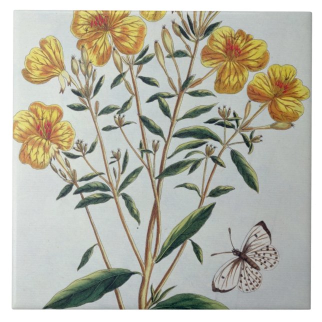 Evening Primrose, plate 73 from 'Collection Precie Tile (Front)