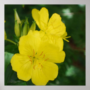 Evening Primrose  Poster