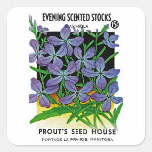 Evening scented stocks square sticker