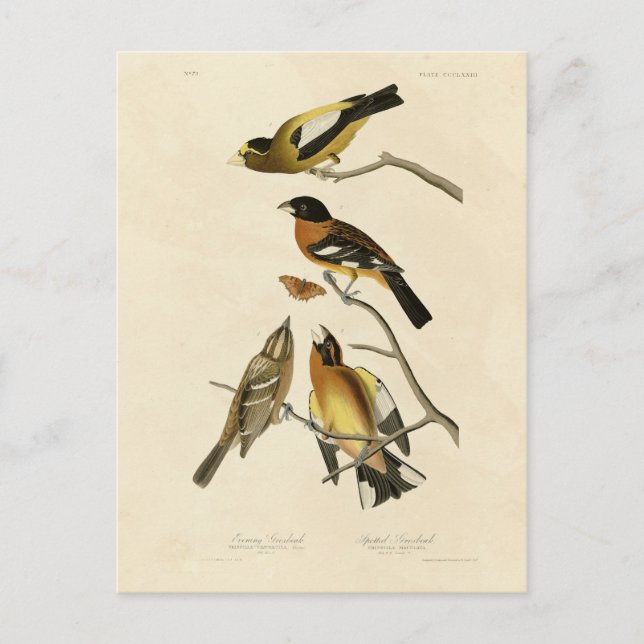 Evening, Spotted Grosbeak Audubon Birds of America Postcard (Front)