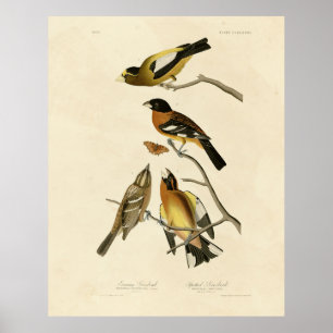 Evening, Spotted Grosbeak Audubon Birds of America Poster