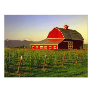 Evening sun on a barn in Washington's Skagit Photo Print