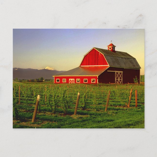 Evening sun on a barn in Washington's Skagit Postcard (Front)
