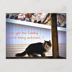Ever Get the Feeling Pigeons Watching Cat Postcard