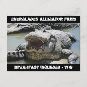 Everglades Alligator Farm - breakfast included - u Postcard
