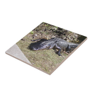 Everglades Alligator in Soft Golden Sunlight Ceramic Tile