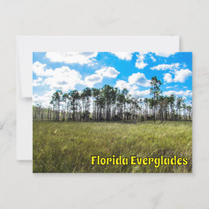 Everglades Cypress Blue Sky & Cloud Reflections Postcard