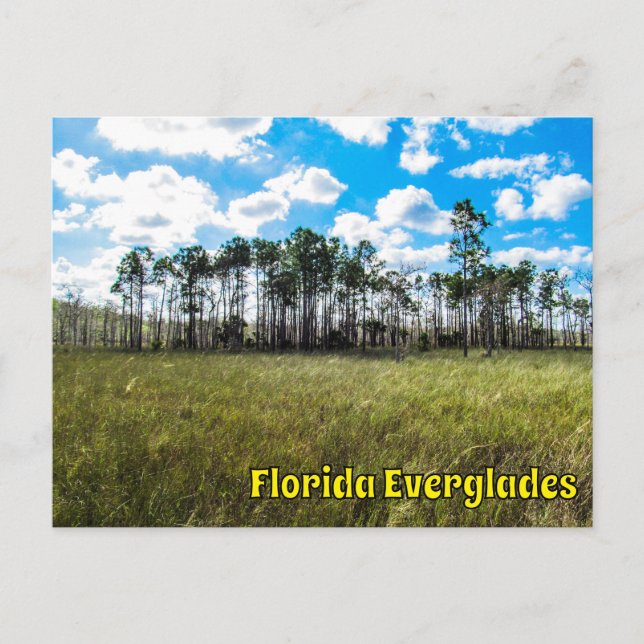 Everglades Cypress Blue Sky & Cloud Reflections Postcard (Front)