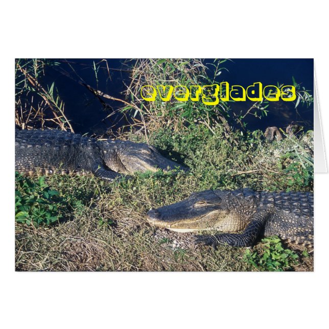 Everglades National Park Alligators at Ease (Front Horizontal)
