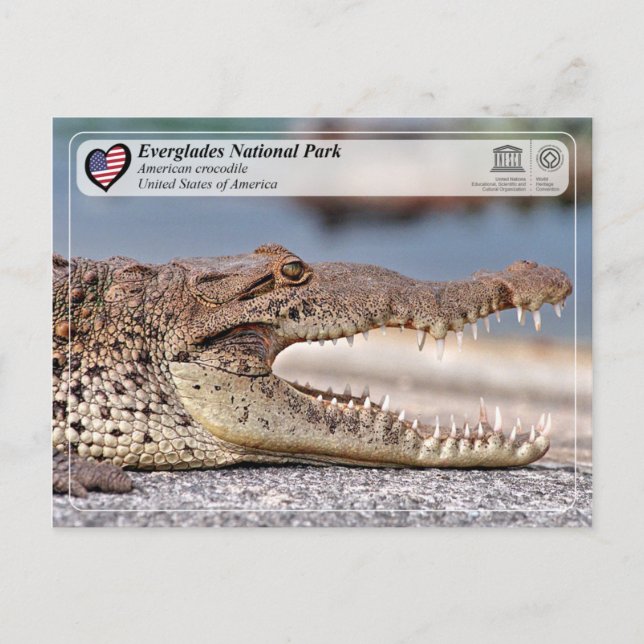 Everglades National Park - American Crocodile Postcard (Front)