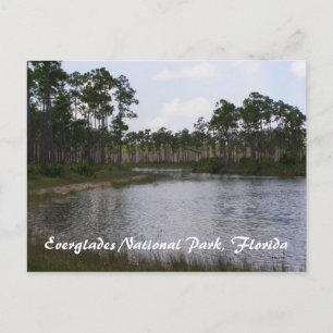 Everglades National Park, Florida Postcard