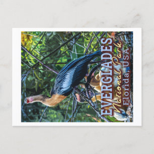 EVERGLADES NATIONAL PARK - FLORIDA UNITED STATES POSTCARD