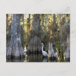 Everglades National Park Postcard