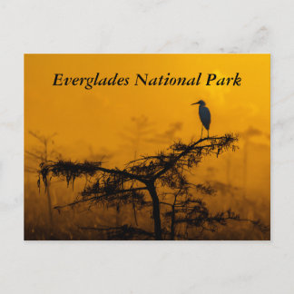Everglades Postcard