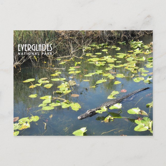 Everglades Postcard (Front)