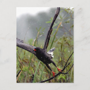 Everglades Snail Kite #1 postcard