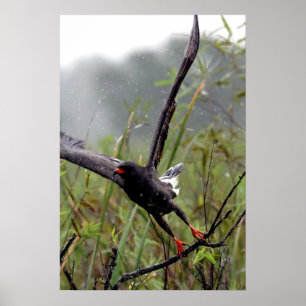 Everglades Snail Kite #1 print