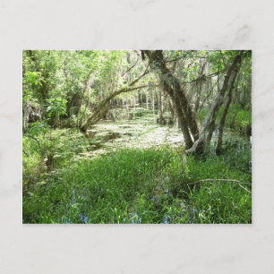 Everglades - swamp - marsh postcard
