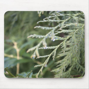 evergreen, cypress leaves mouse pad