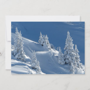 Evergreen Firs Covered with Winter Snow