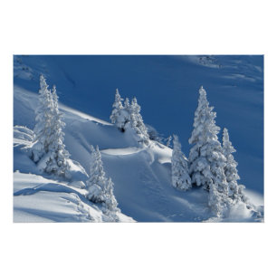 Evergreen Firs Covered with Winter Snow Poster