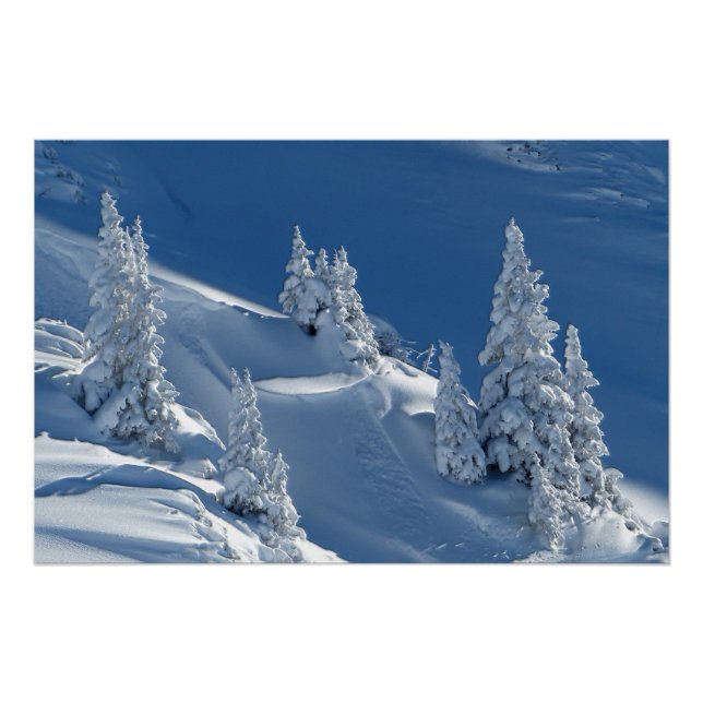 Evergreen Firs Covered with Winter Snow Poster (Front)