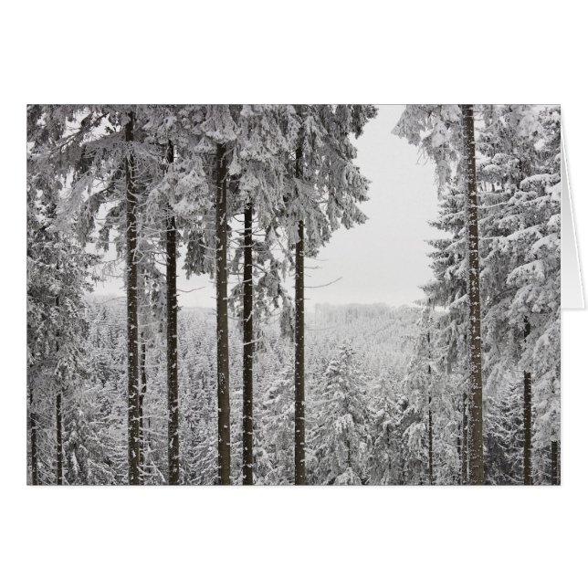 Evergreen forest in winter (Front Horizontal)