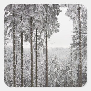 Evergreen forest in winter square sticker