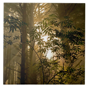 Evergreen Forest Oregon Coast Ceramic Tile