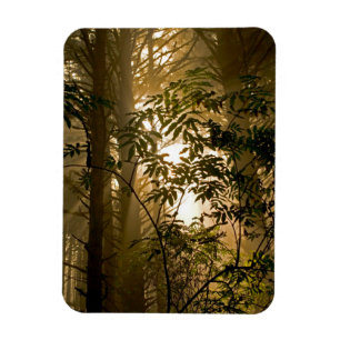 Evergreen Forest Oregon Coast Magnet